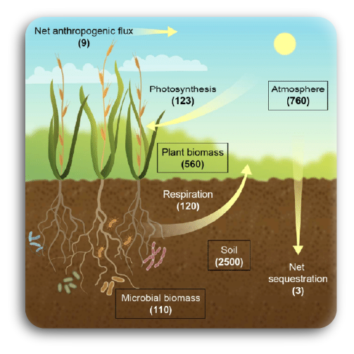 image of a photosynthetic biomass